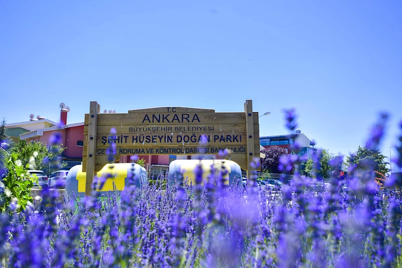 BAŞKENT LAVANTA KOKUYOR